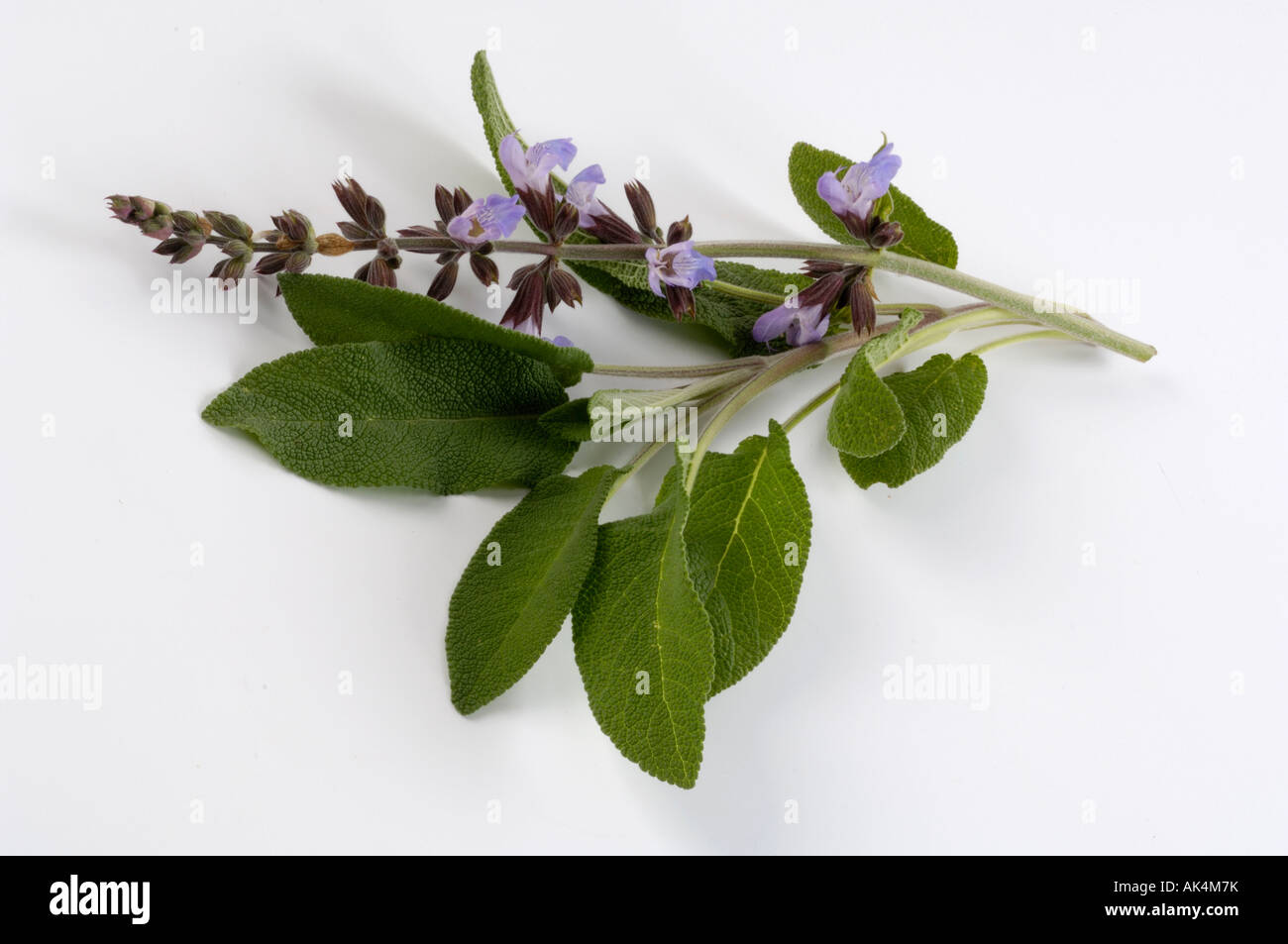 Common Sage / Garden Sage Stock Photo Alamy
