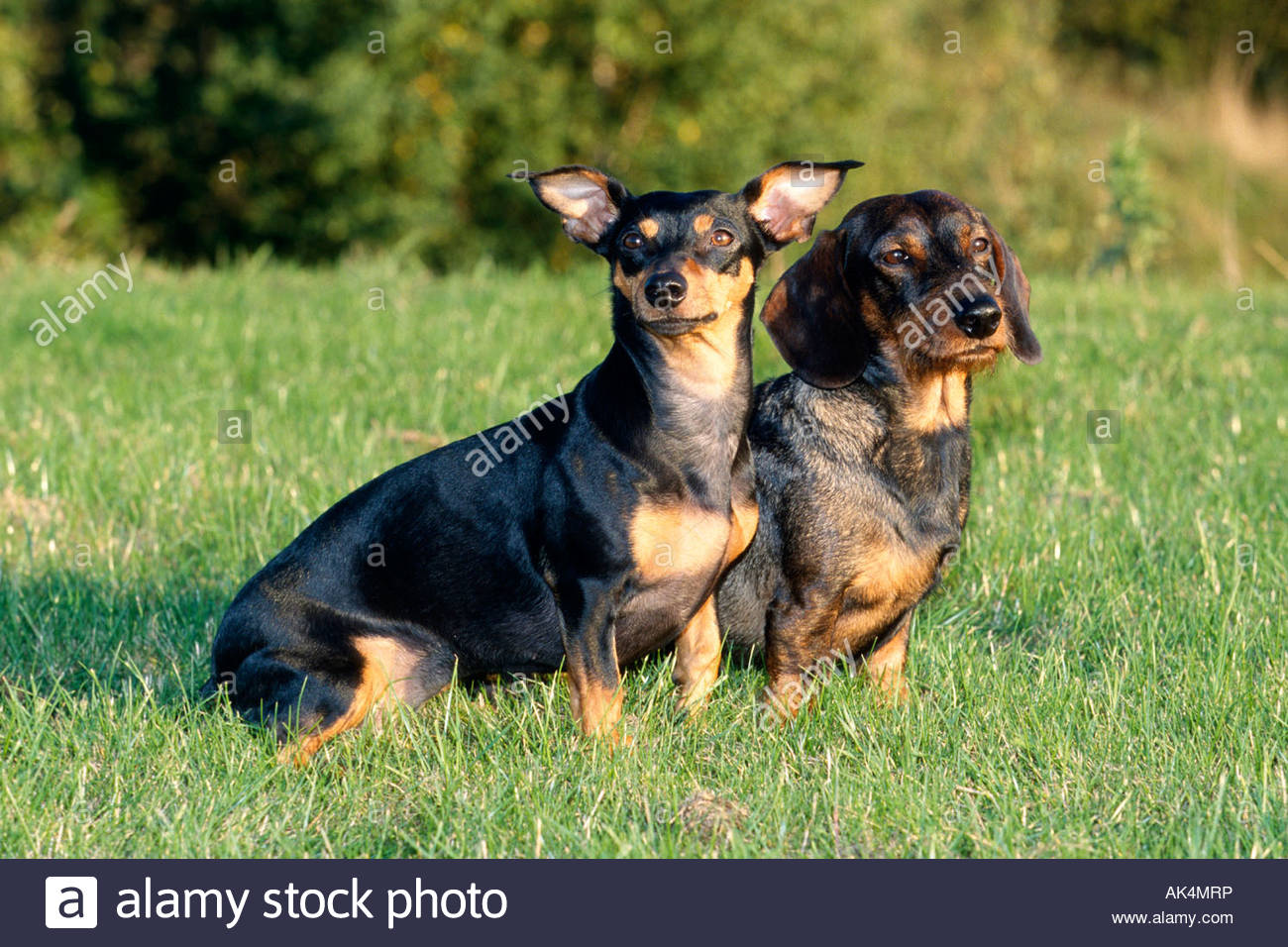Wirehaired Dachshund And Mixed Breed Dog Stock Photo 14884185 Alamy