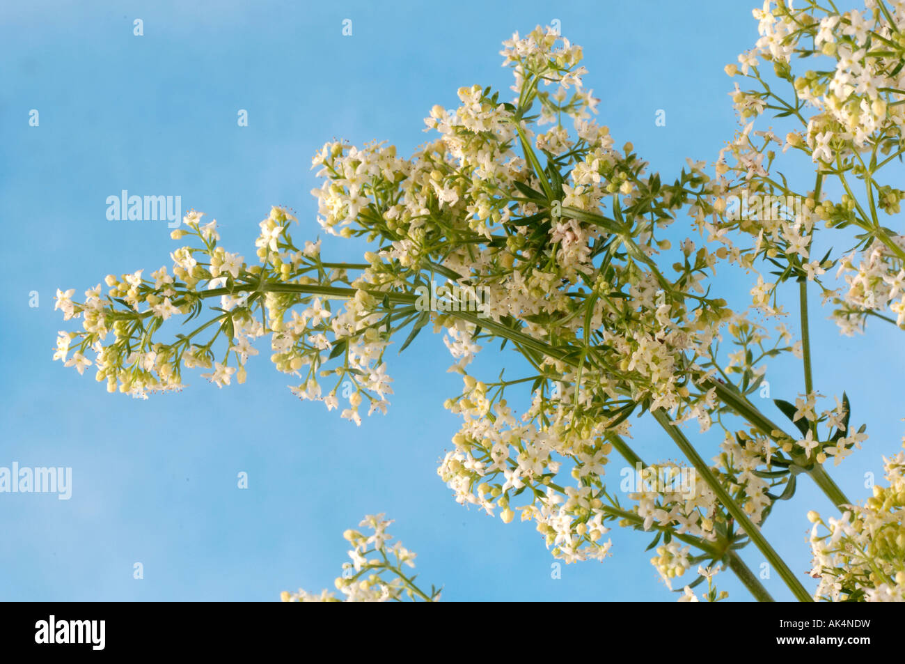 Lady's Bedstraw Stock Photo