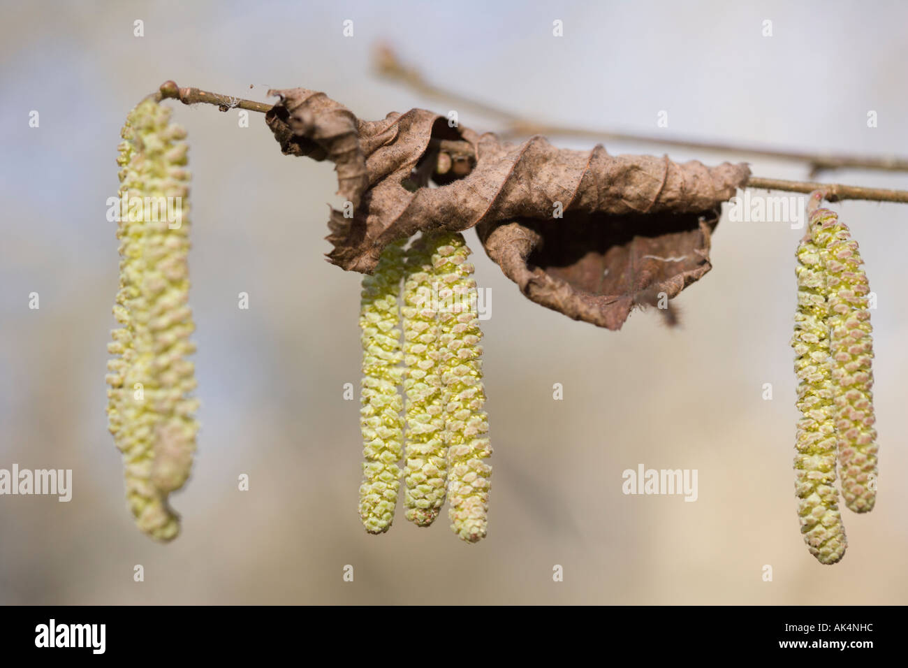 Three x tree male catkins on Common Hazel. Corylus avellana. Stock Photo