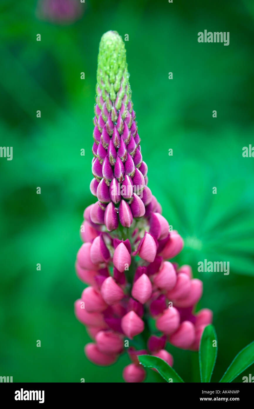 Pink Lupin in flower in summer border Stock Photo