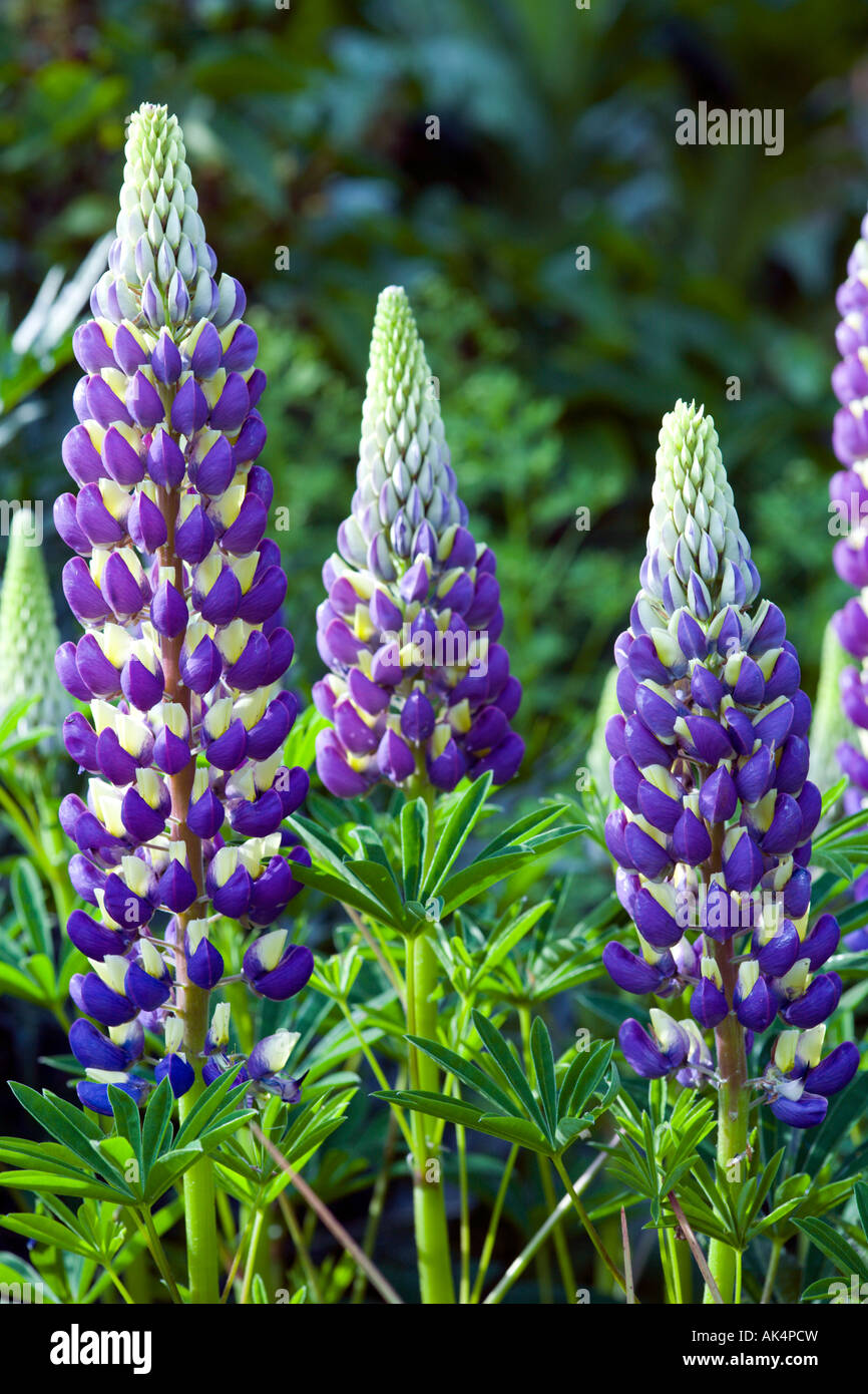 Blue and White Lupins in flower in summer border Stock Photo Alamy