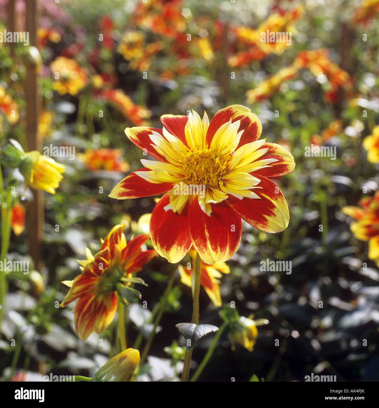 Grand dahlias hi-res stock photography and images - Alamy