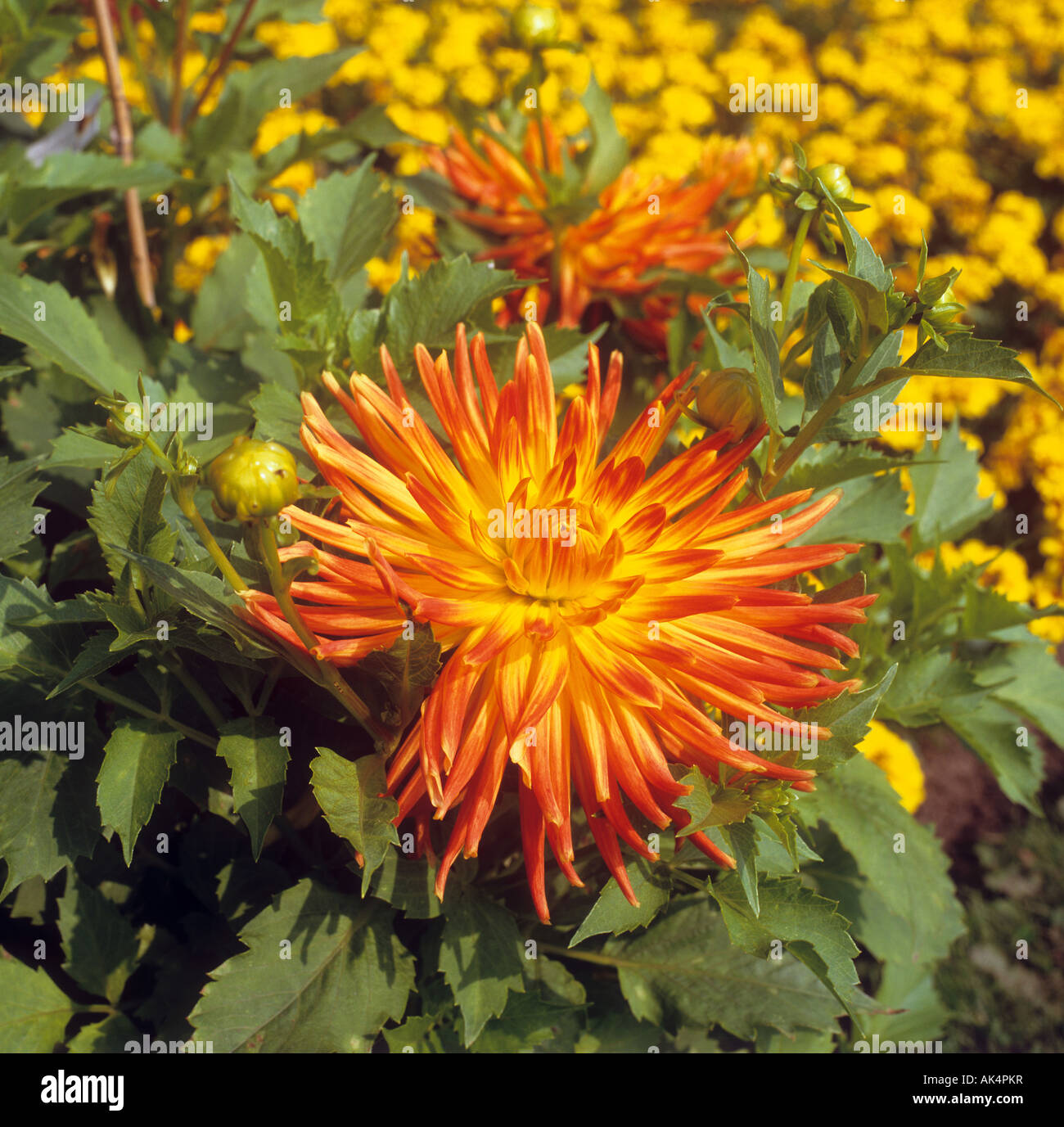 Grand dahlias hi-res stock photography and images - Alamy