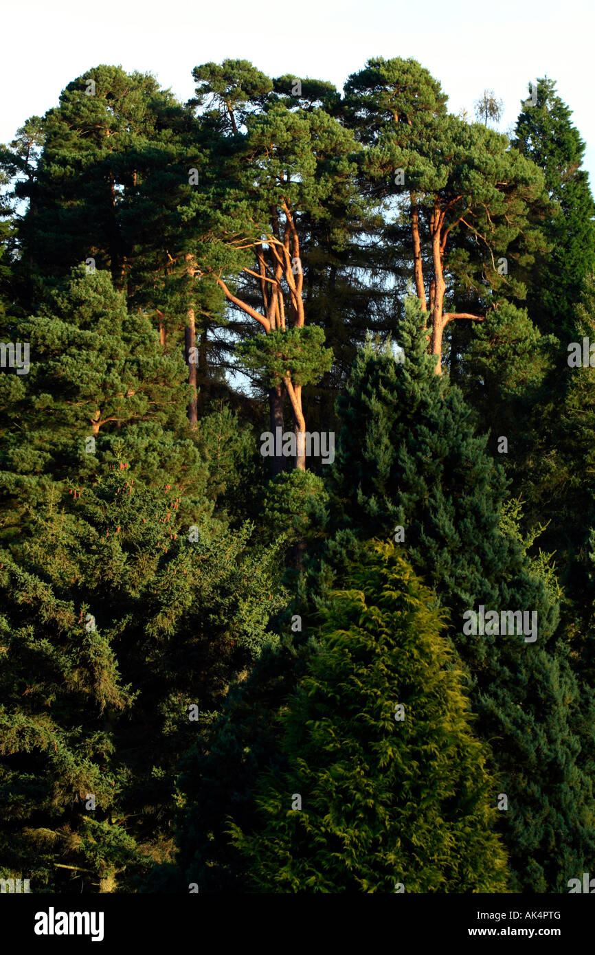 Raised Ridge Tree Tall pine trees rise hi-res stock photography and images - Alamy