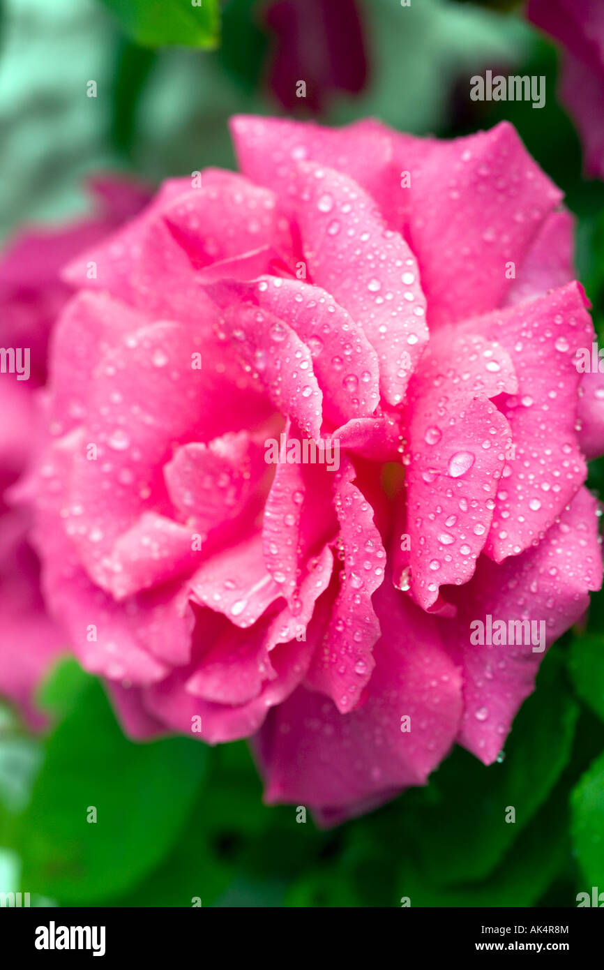 Close up of pink rose with water droplets Stock Photo - Alamy