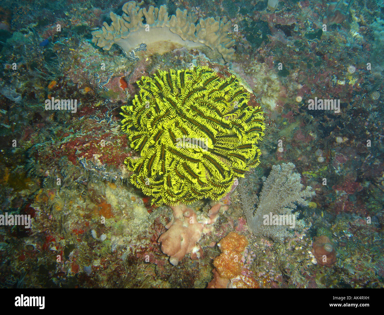 Brain Yellow Coral around Sipidan island in Borneo Stock Photo