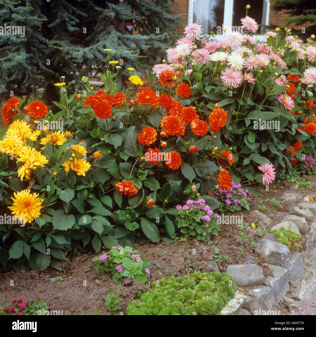 Different dahlias hi-res stock photography and images - Alamy