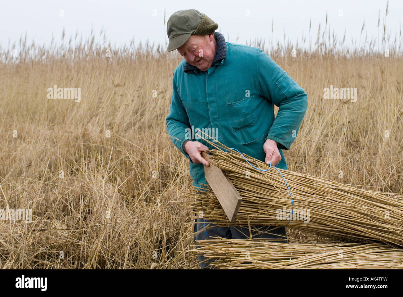 Man cutting reed Stock Photo Alamy