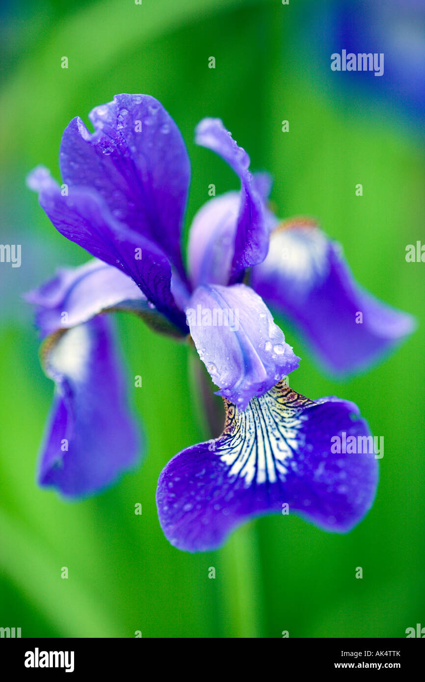 Blue Iris Latin name Iris sibirica Stock Photo Alamy
