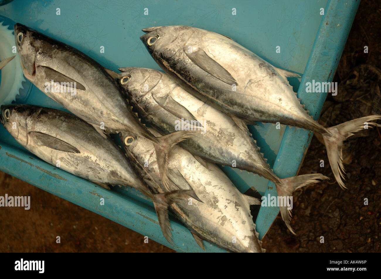 Fish in a market in Kota Kinabalu in Borneo Stock Photo Alamy