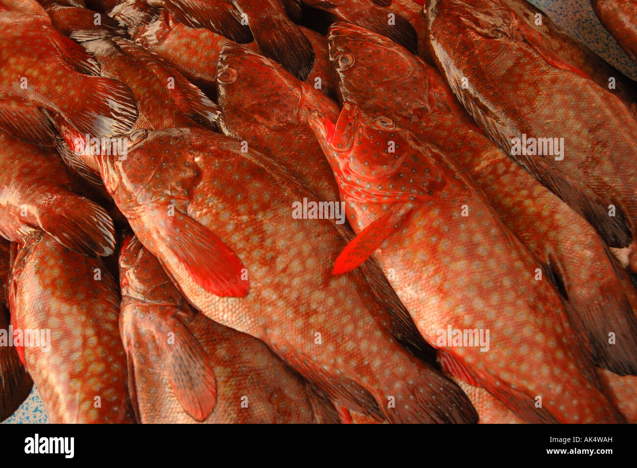 Rock Cod Fish in a market in Kota Kinabalu in Borneo Stock Photo - Alamy
