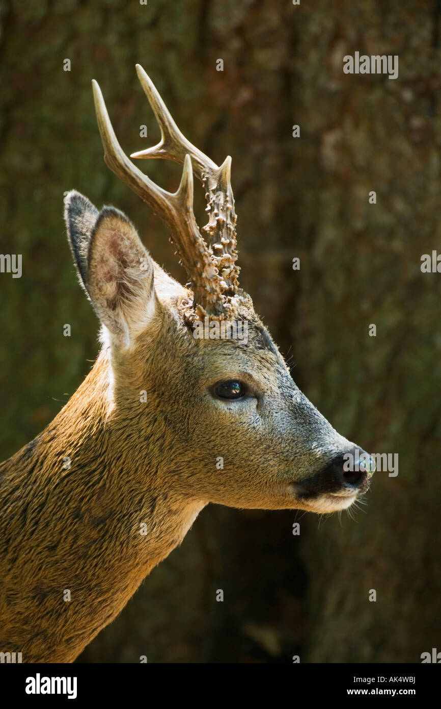 Un Roe Male roe deer portrait hi-res stock photography and images - Alamy