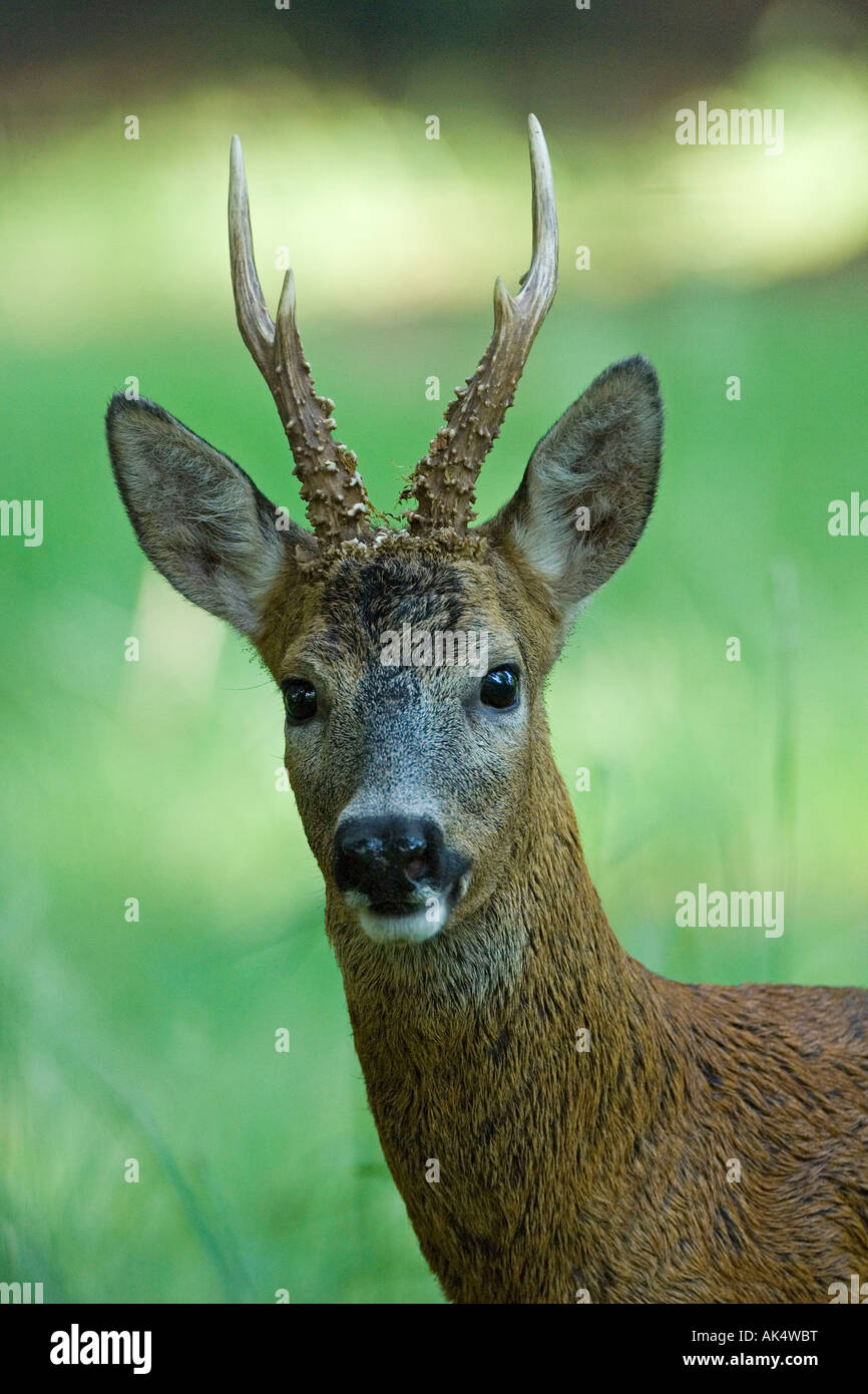 Roe deer portrait format hi-res stock photography and images - Alamy