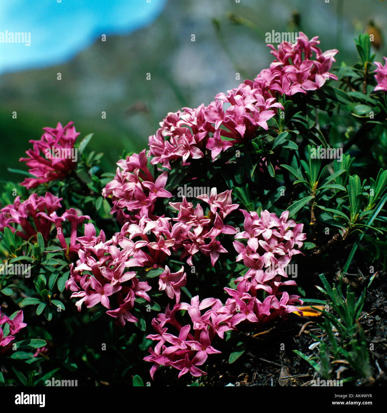 Daphne striata hires stock photography and images Alamy