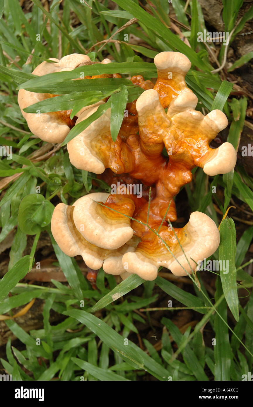 Fungus in the grass Stock Photo Alamy