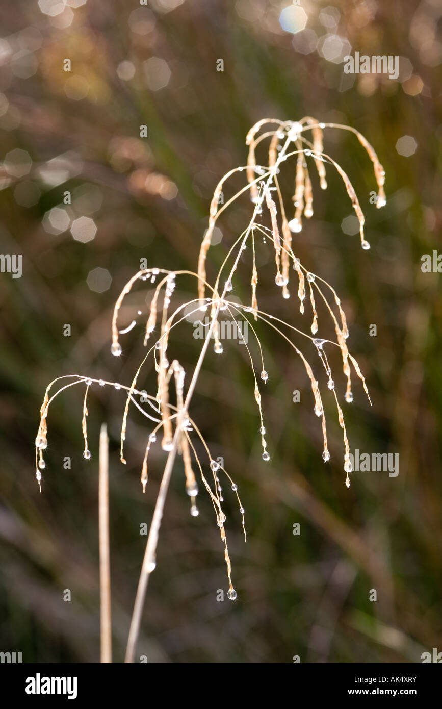 Water droplets on tufted hair grass Stock Photo