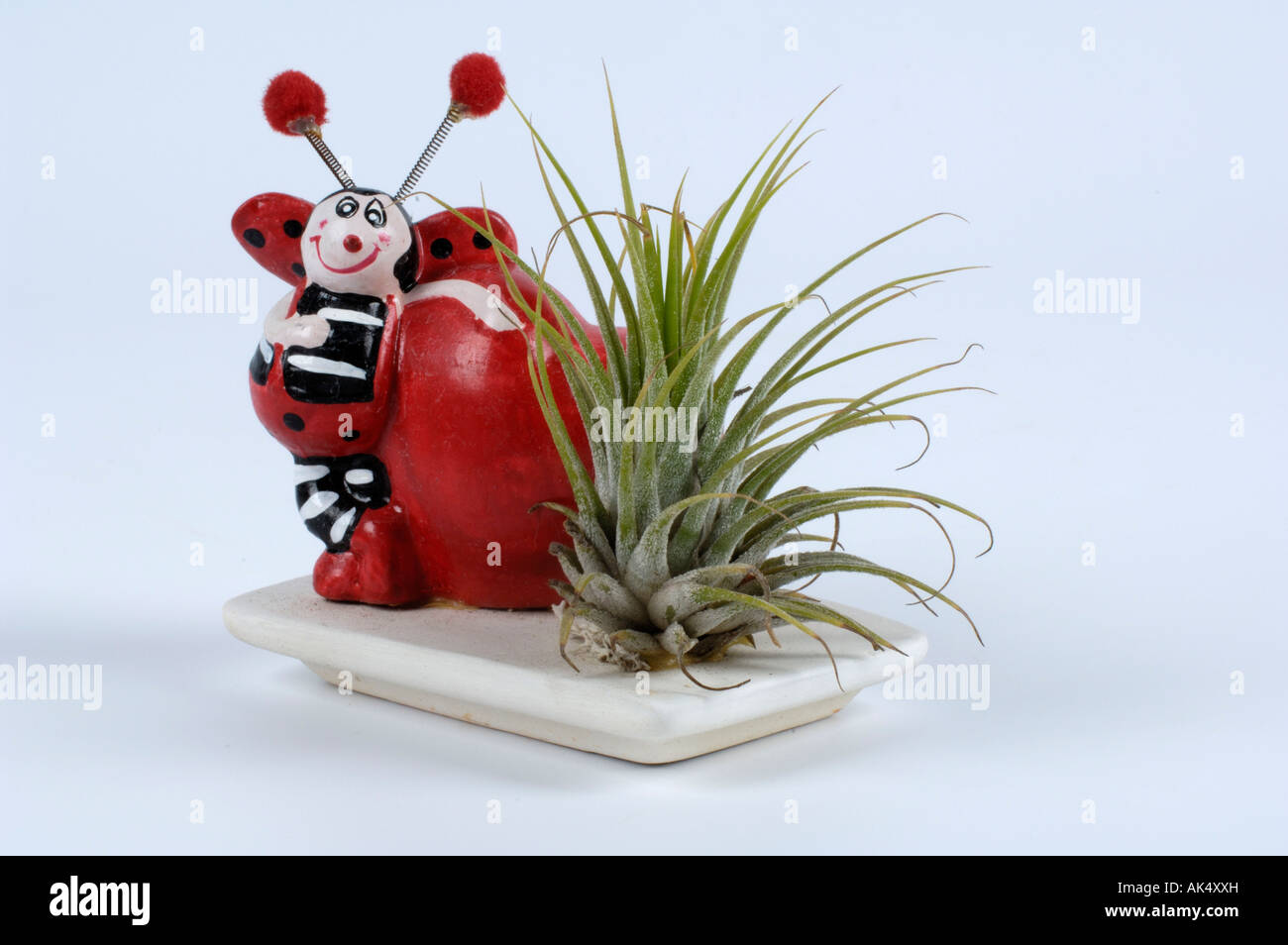 Tillandsia spec hi-res stock photography and images - Alamy