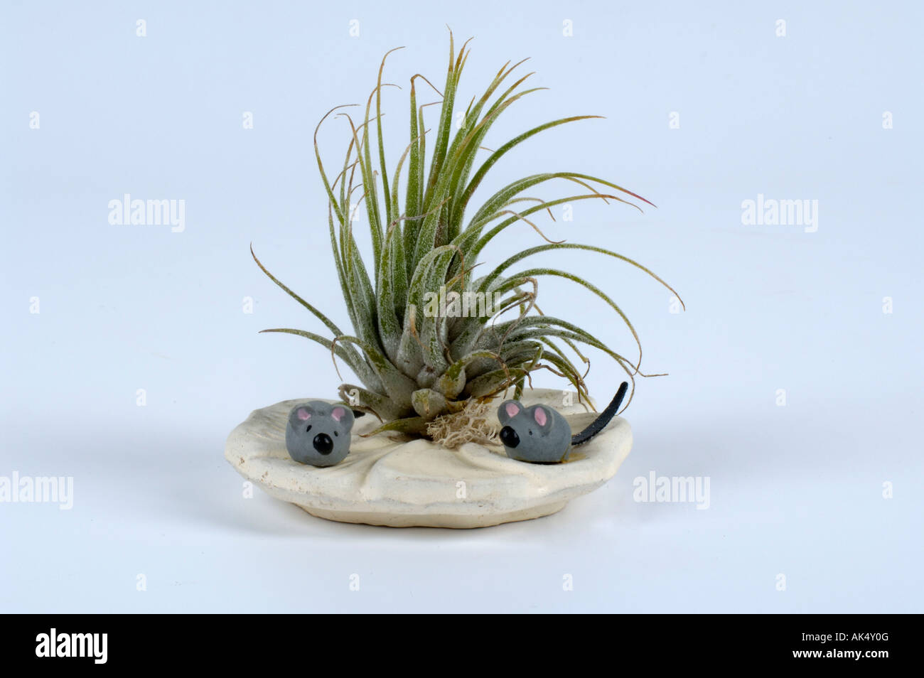 Tillandsia tillandsia spec hi-res stock photography and images - Alamy