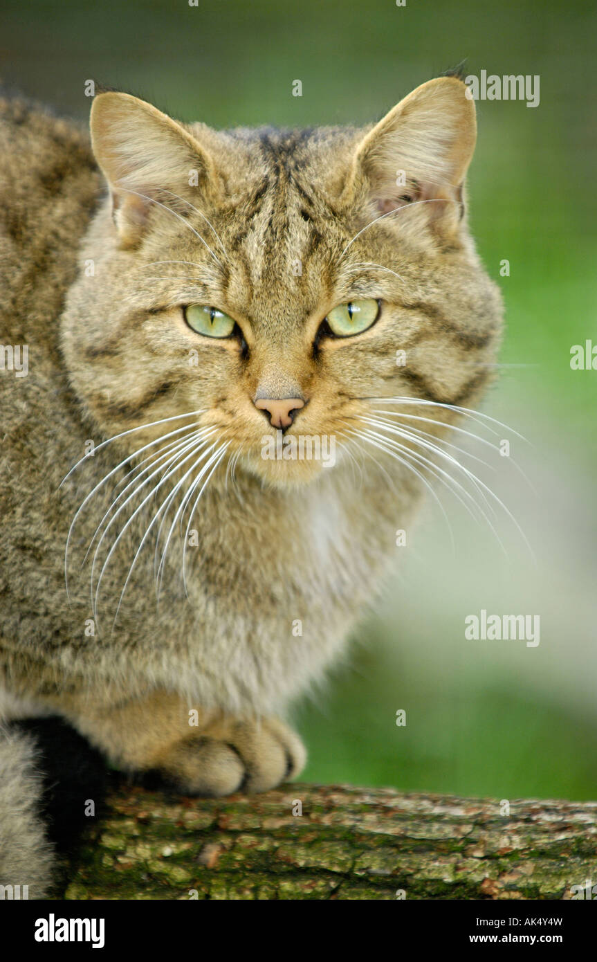 Common Wild Cat Stock Photo Alamy