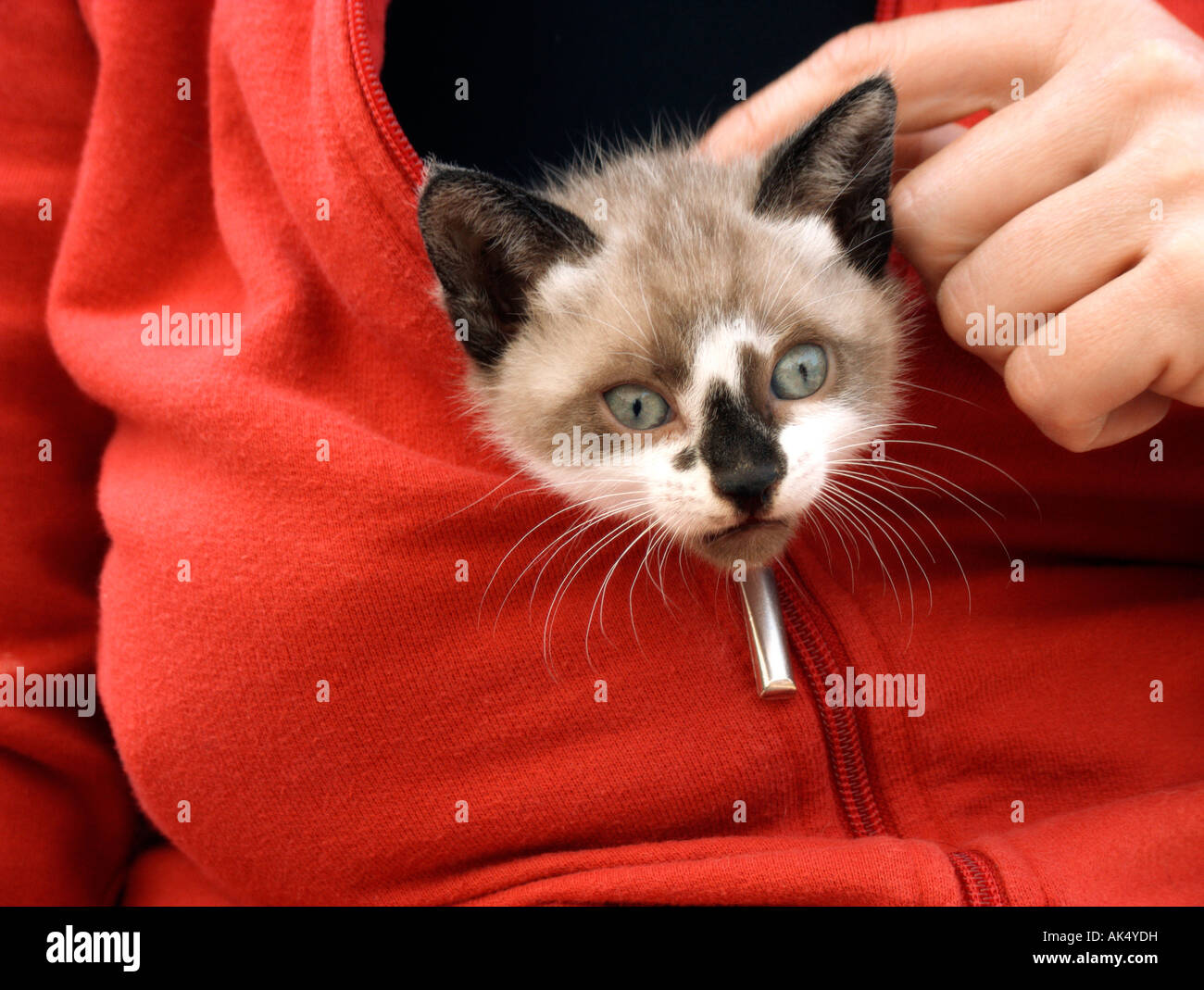 Kitten hide in a red jacket Stock Photo
