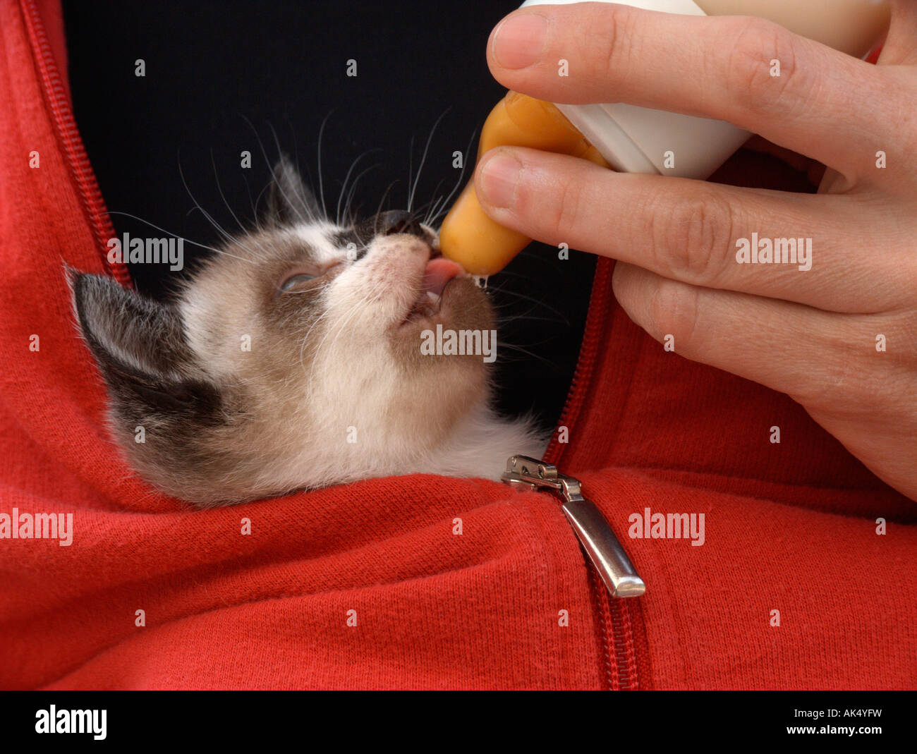 Feeding up a kitten with milk Stock Photo Alamy
