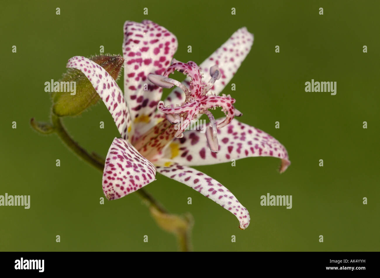 Japanese Toad Lily Stock Photo