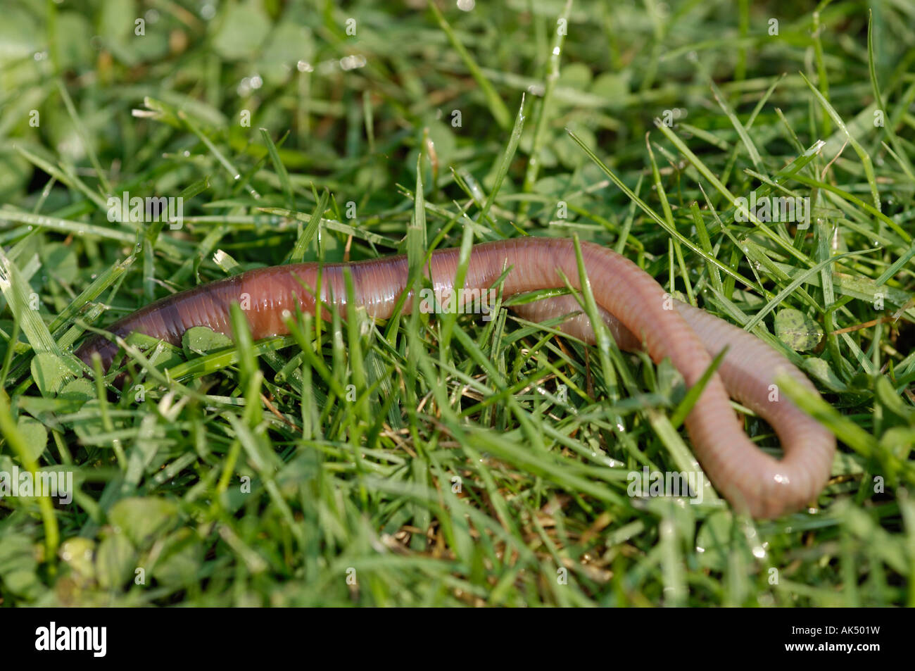 Common earthworm earthworm lob worm hires stock photography and images