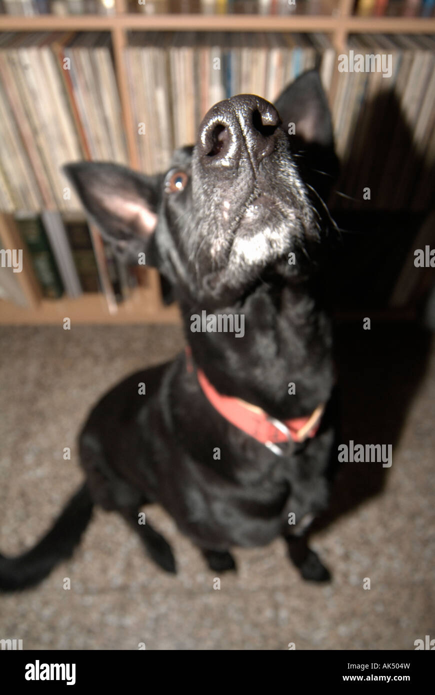 Distorted closeup portrait of a black dog Stock Photo