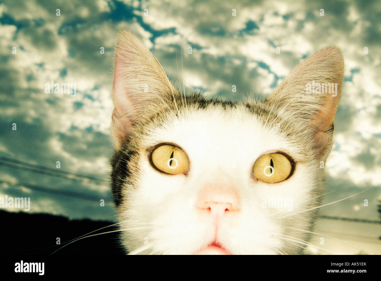 Closeup portrait of domestic cat Stock Photo - Alamy