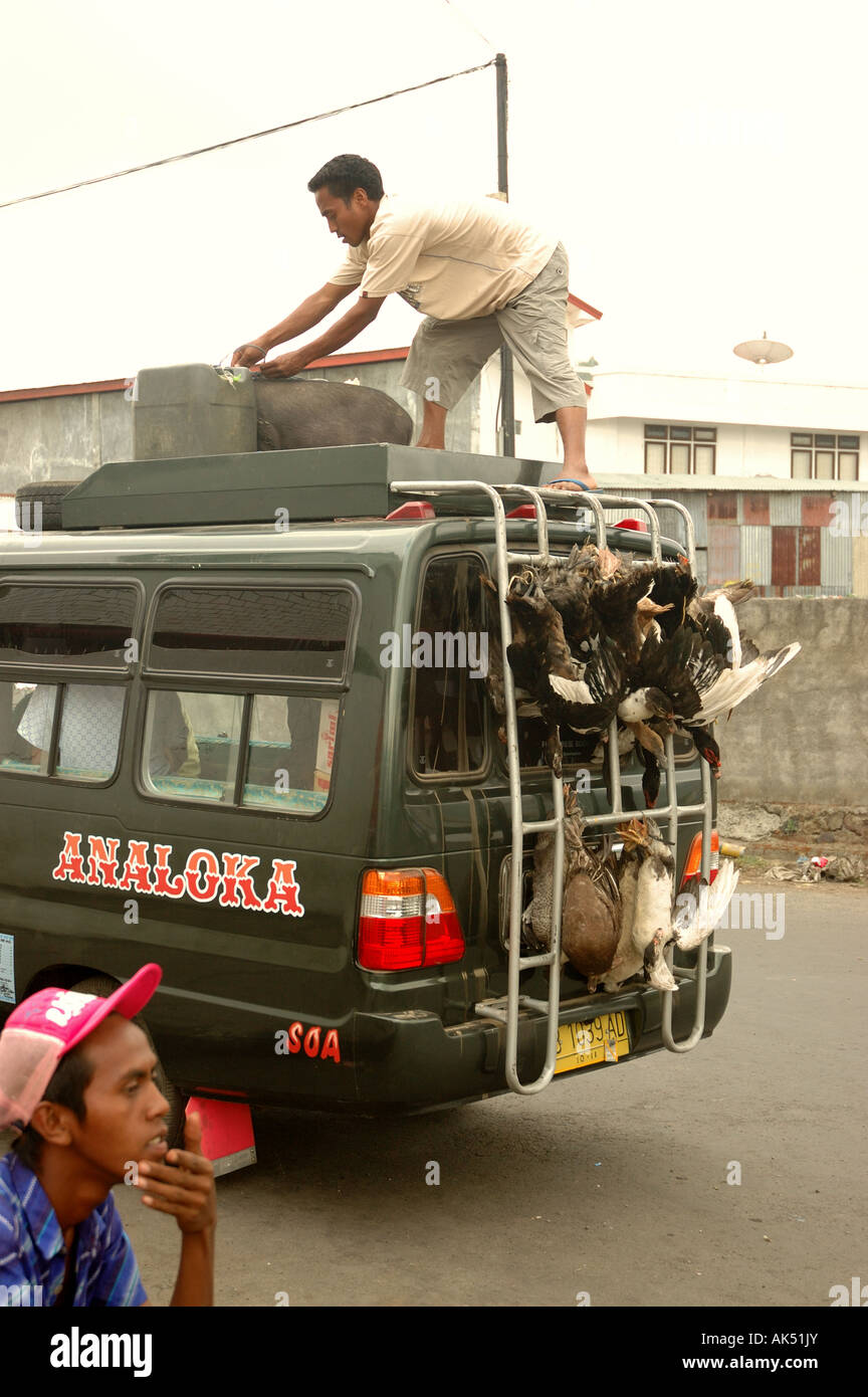 Men loading chickens onto a van in Bajawa, Flores, Indonesia Stock Photo
