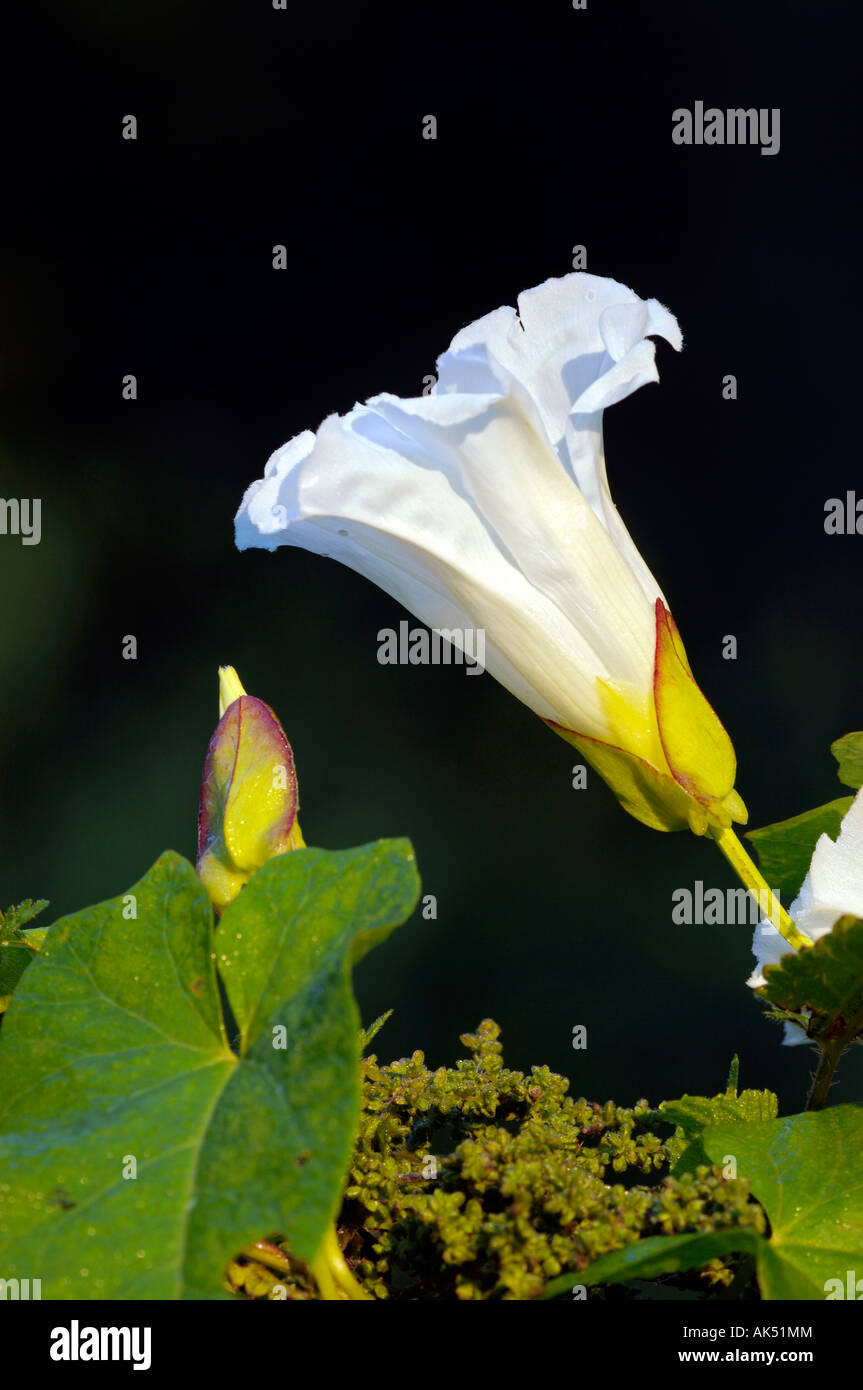 Upright bindweed hi-res stock photography and images - Alamy