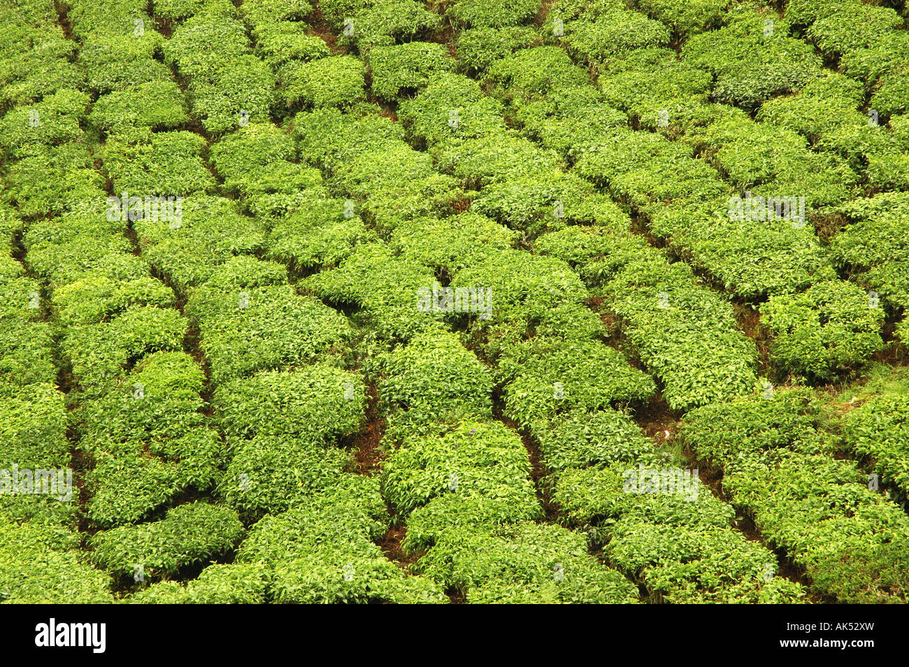 Rows of Tea plants in the Cameron Highlands in Malaysia Stock Photo - Alamy