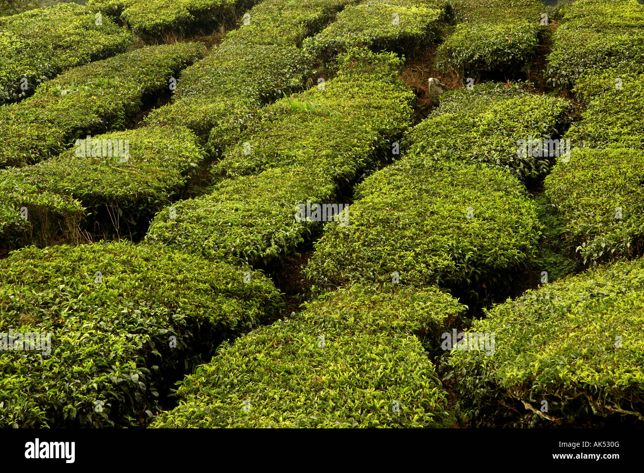 Rows of Tea plants in the Cameron Highlands in Borneo Stock Photo - Alamy