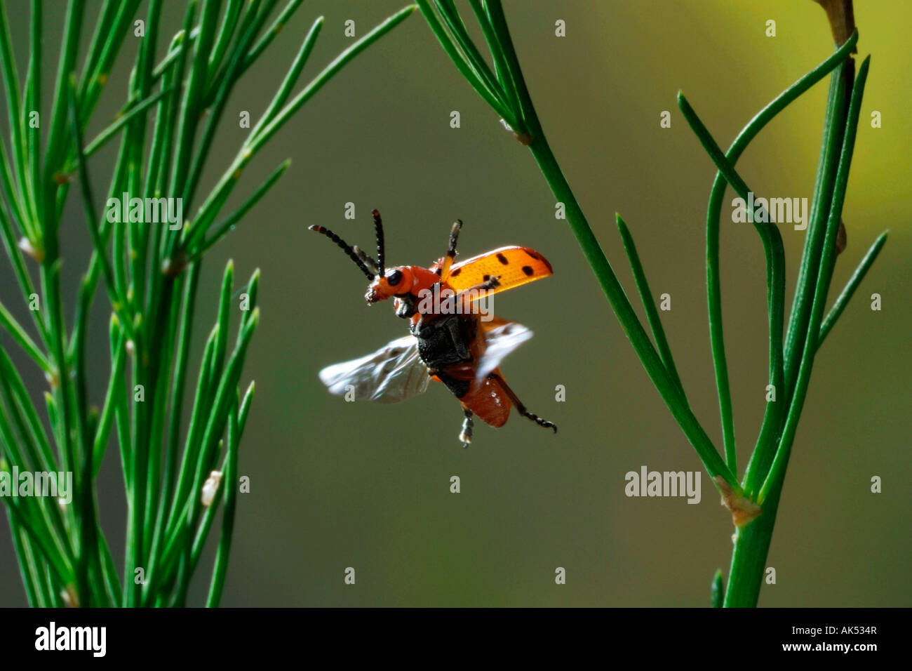 Spotted Asparagus Beetle Stock Photo