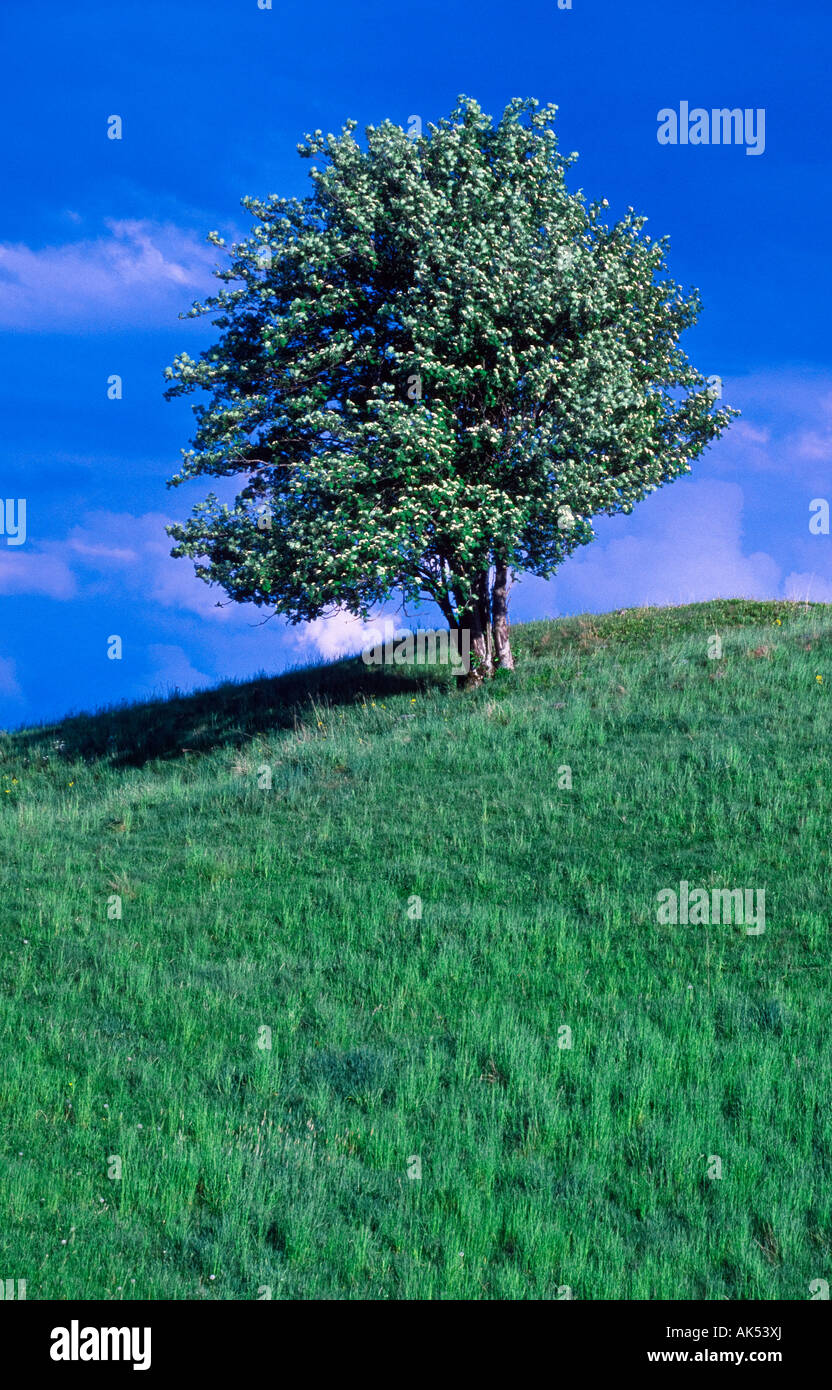 Tree Lonly Lonly tree hi-res stock photography and images - Alamy