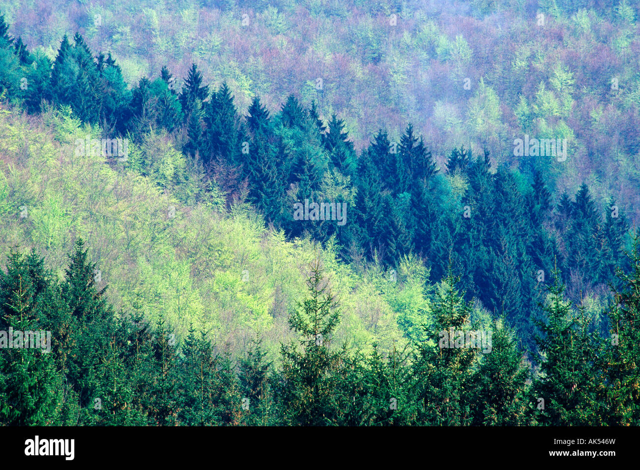 Mixed forest Stock Photo
