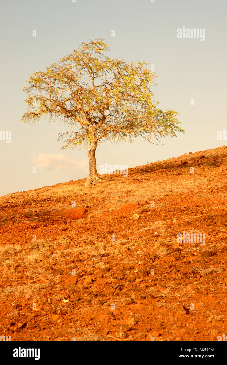 An Isolated Tree On A Small Island Called Saraya Off The Island Of