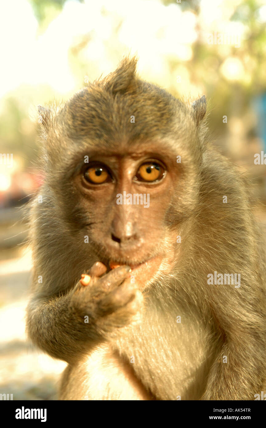 Monkey face in Bali Stock Photo