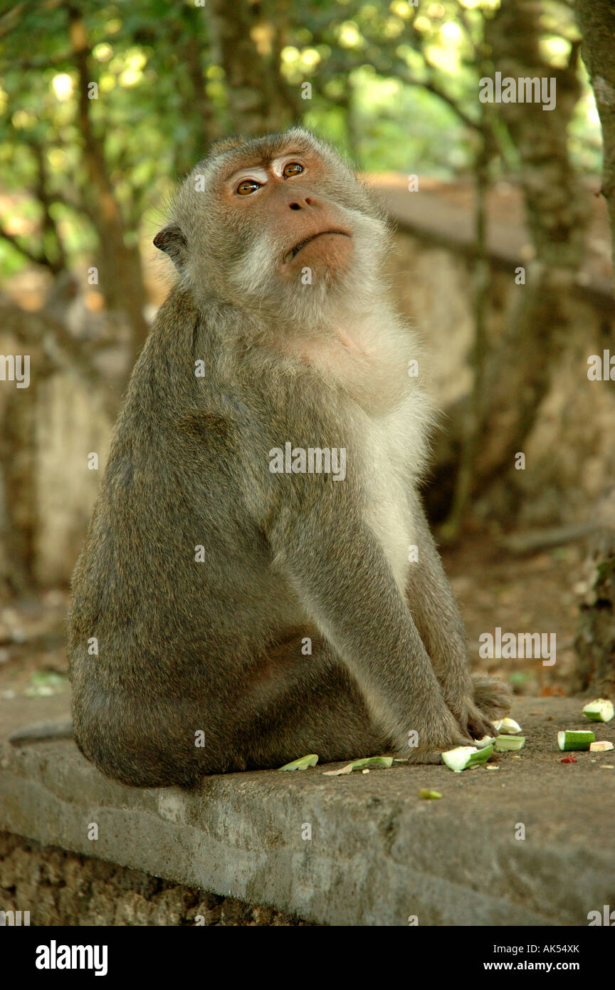Monkey in Bali Stock Photo
