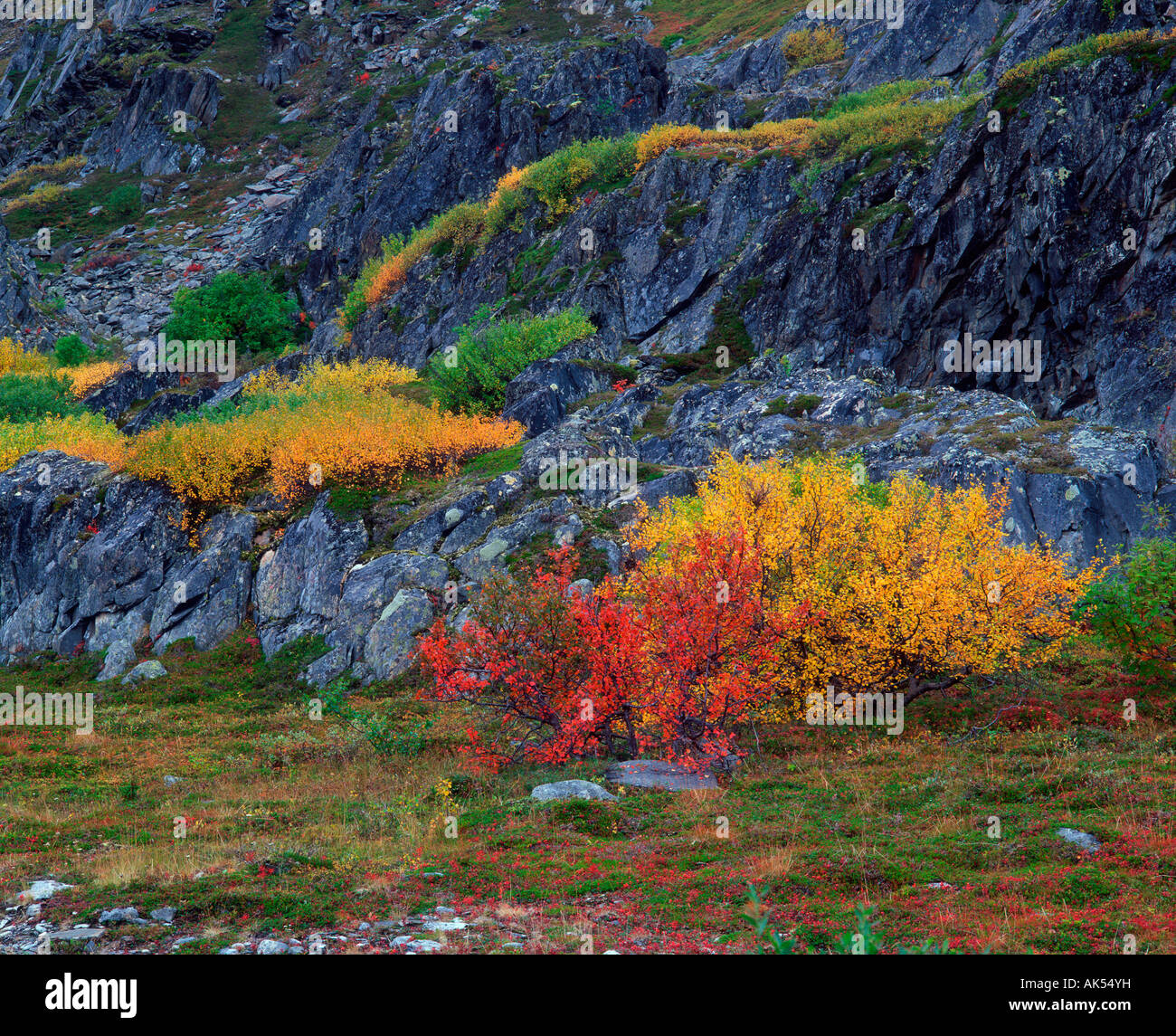 Birch in autumn Stock Photo