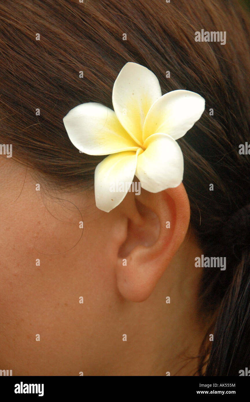 Frangipani flower behind the ear in Bali Stock Photo - Alamy