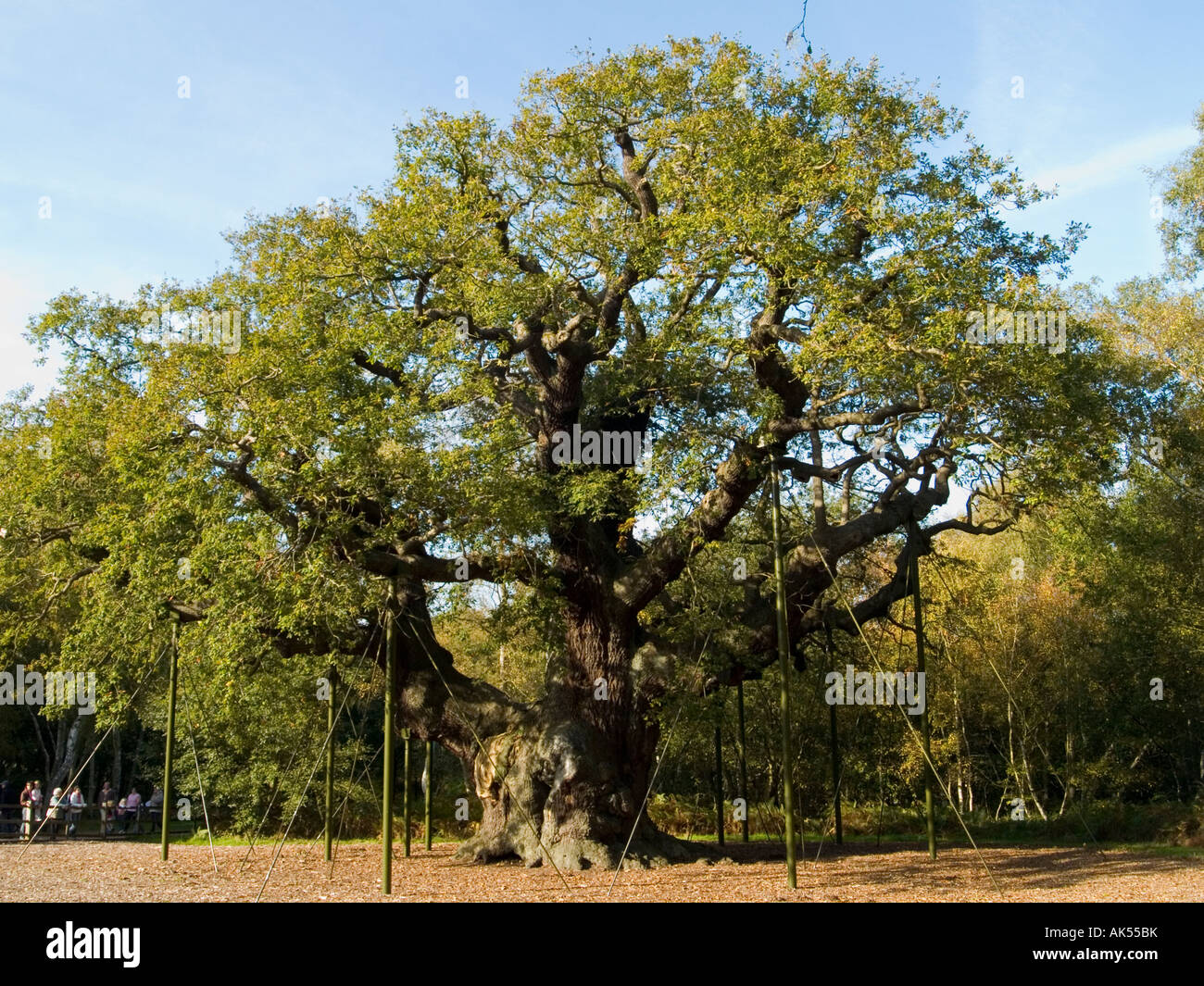A view of the Major Oak in Sherwood Forest, near Edwinstowe in Nottinghamshire UK Stock Photo