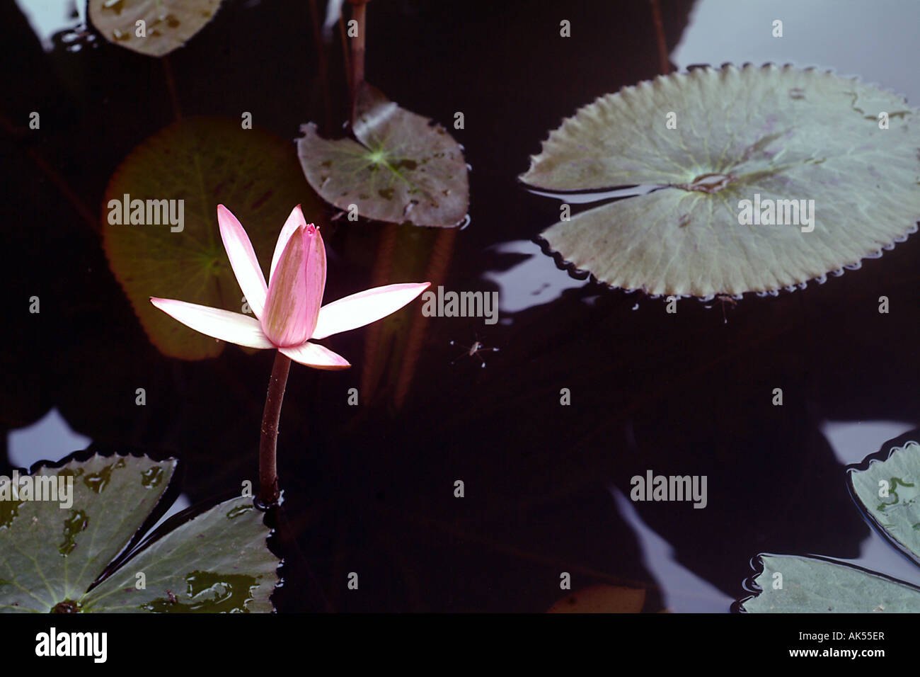 A lotus flower pooping up through the water An insect in the background