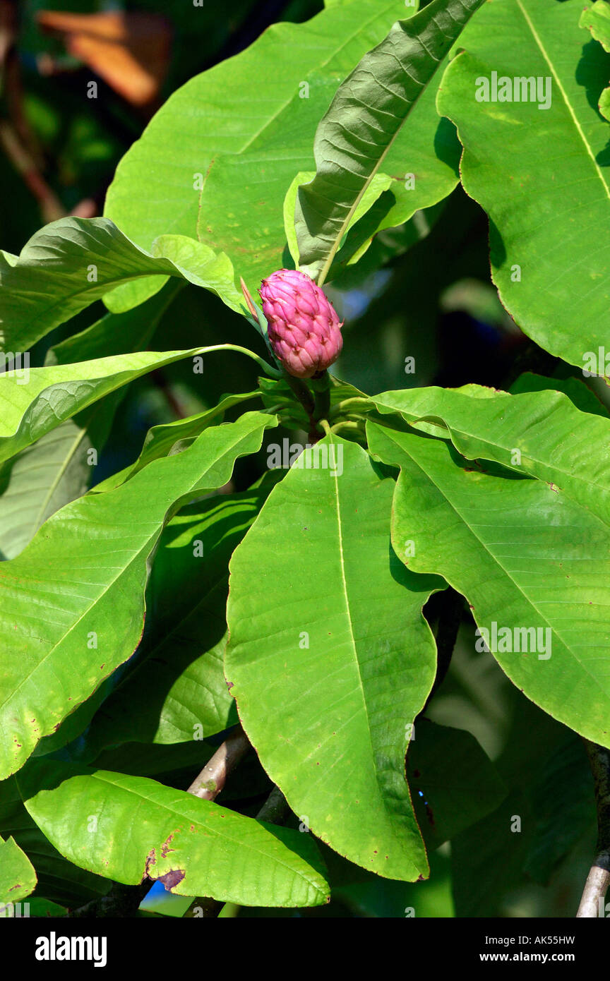 Umbrella magnolia hires stock photography and images Alamy
