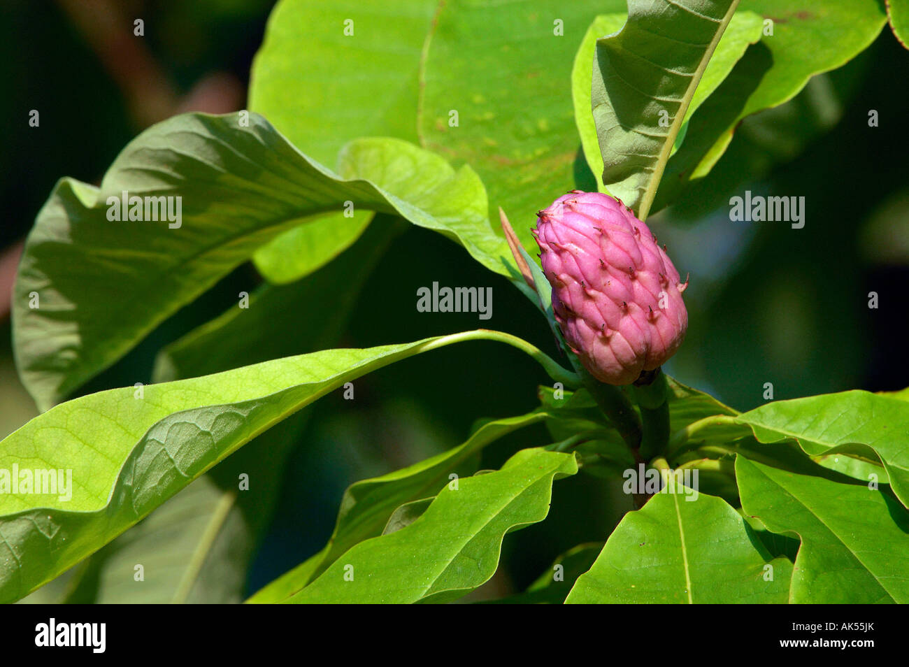 Umbrella magnolia hires stock photography and images Alamy