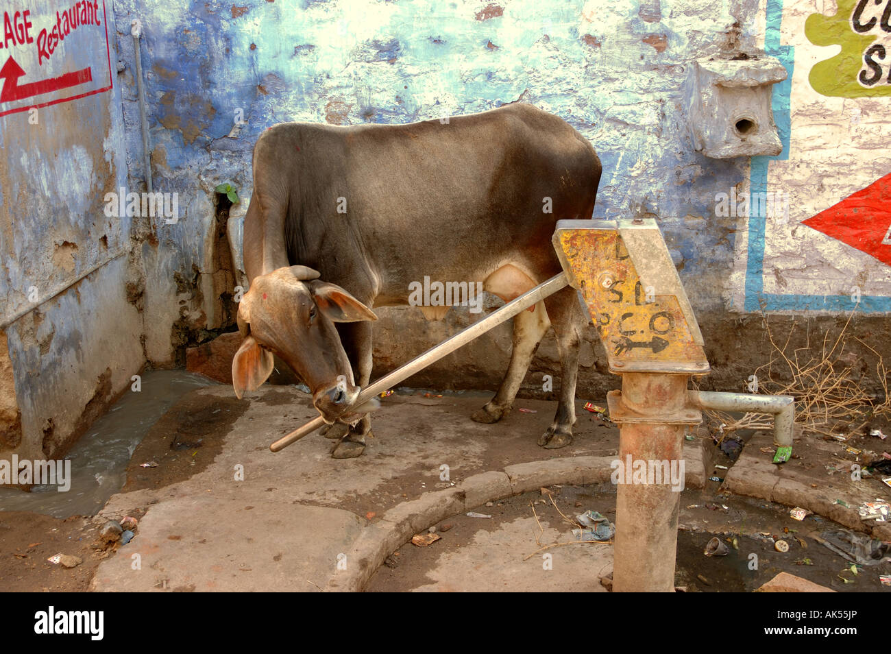 A cow in the street of Jodhpur in Rajasthan, using a well Stock Photo