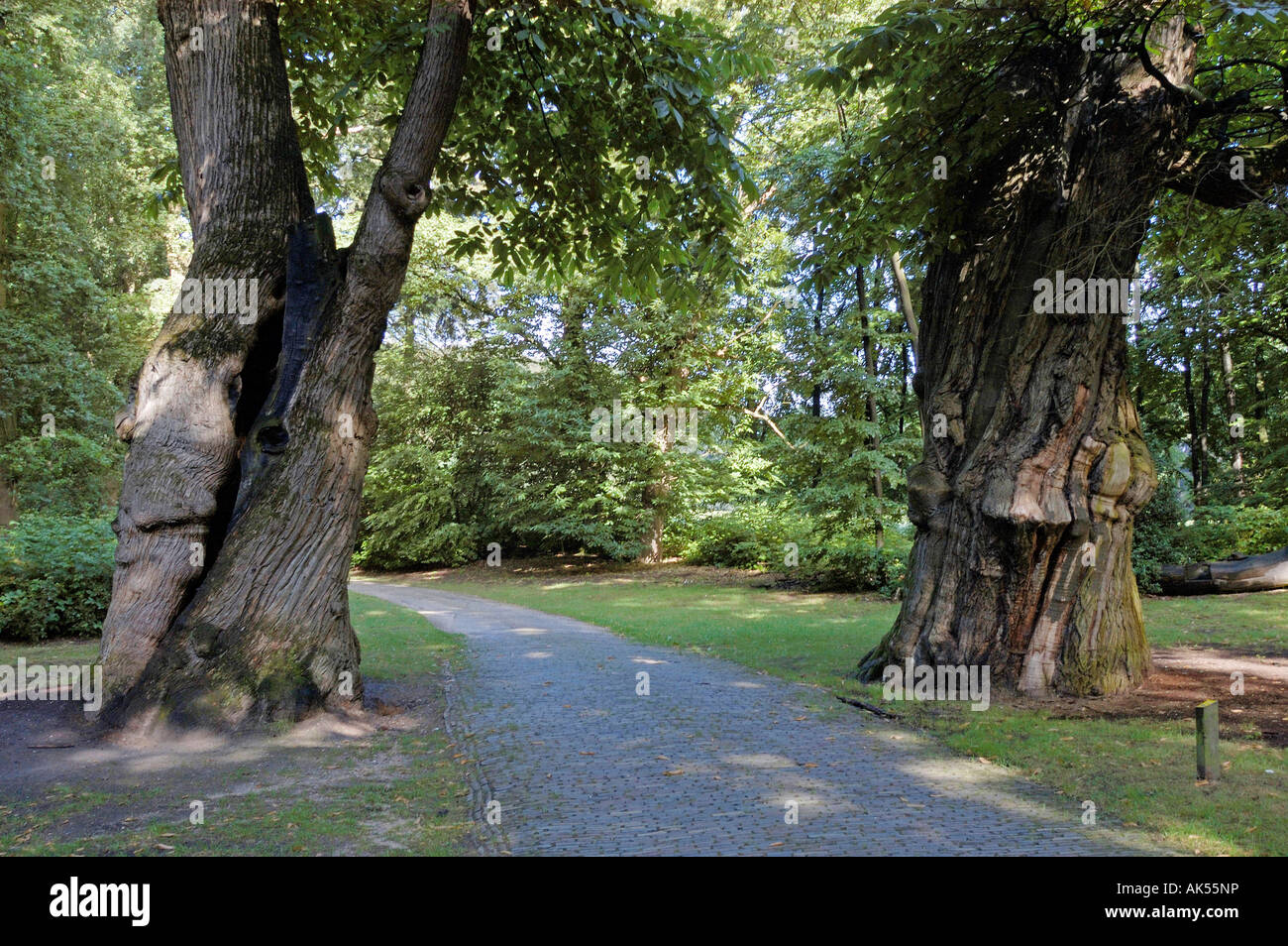 Walnut Tree Stock Photo
