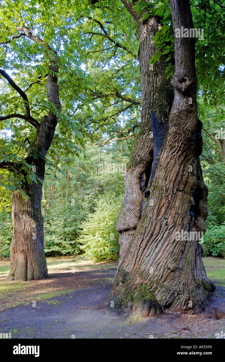Walnut Tree Stock Photo