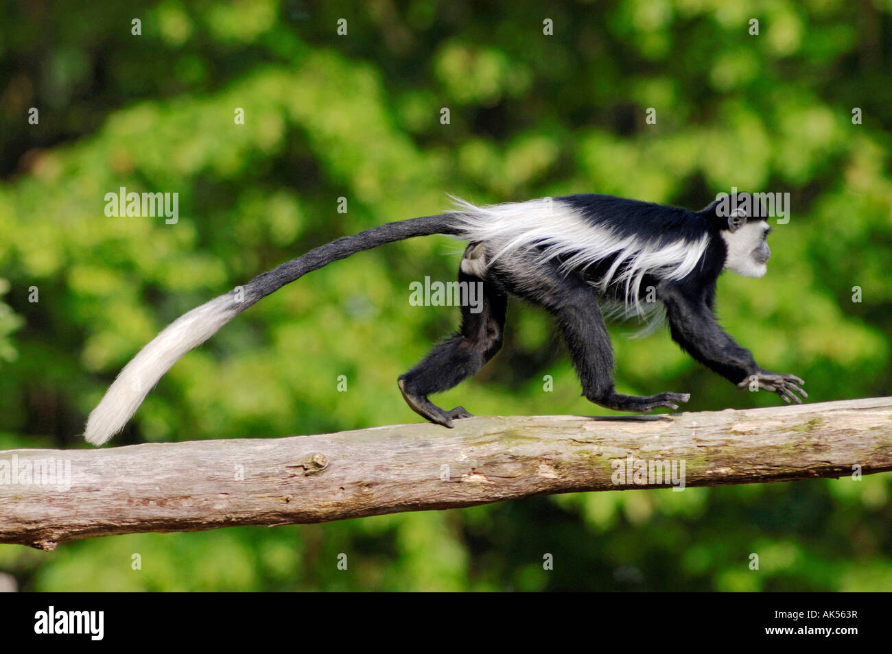 Collobos Black-and-white Colobus Monkey Stock Photo - Alamy